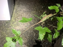 Diploderma polygonatum