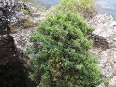 Pimelea umbratica