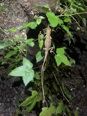 Diploderma polygonatum