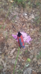 Zygaena erythrus