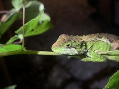 Diploderma polygonatum