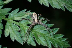 Philodromus