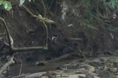 Enicurus ruficapillus