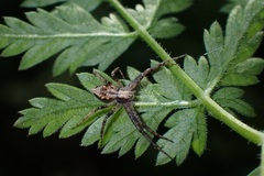 Philodromus