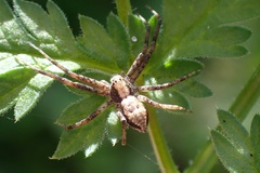 Philodromus