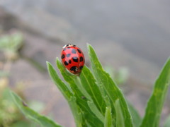 Harmonia axyridis