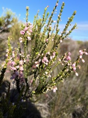 Erica tenella