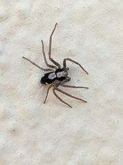 Pulchellodromus pulchellus