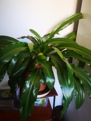Veltheimia