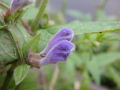 Scutellaria galericulata