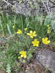 Ranunculus oxyspermus