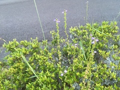 Nuttallanthus canadensis