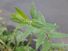 Scutellaria galericulata