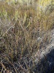 Limonium anthericoides