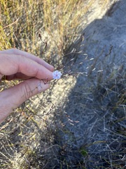 Limonium anthericoides