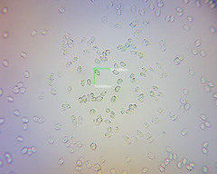 Clitocybe wellingtonensis image