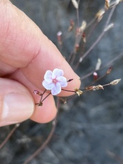 Limonium anthericoides