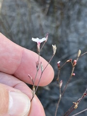 Limonium anthericoides