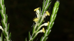 Struthiola fasciata