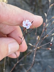Limonium anthericoides