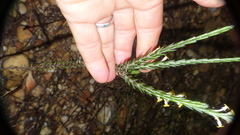 Struthiola fasciata