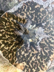 Scutellastra longicosta