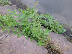Scutellaria galericulata