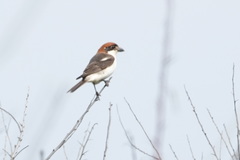 Lanius senator badius