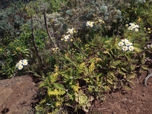 Gonospermum revolutum
