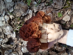 Gyromitra