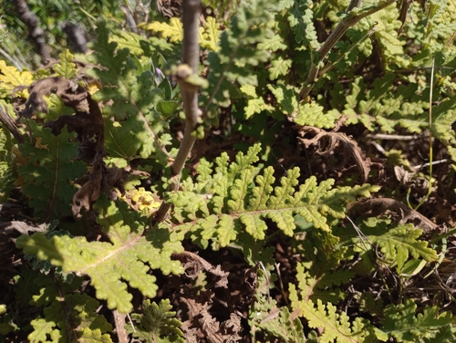 Gonospermum revolutum, photograph 2