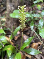 Goodyera procera