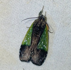 Tuerta chrysochlora