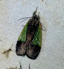 Tuerta chrysochlora