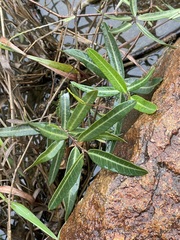 Gymnanthera oblonga