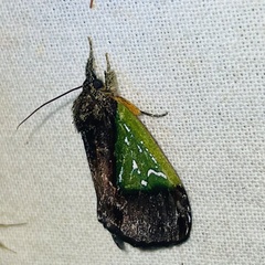 Tuerta chrysochlora