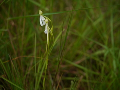 Habenaria longicorniculata