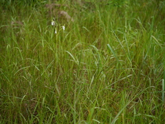 Habenaria longicorniculata