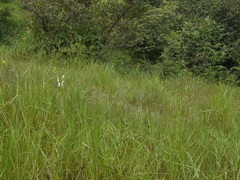 Habenaria longicorniculata