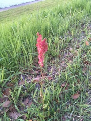 Rumex hastatulus