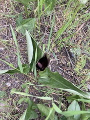 Arum elongatum