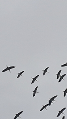 Ciconia ciconia