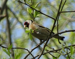 Carduelis carduelis