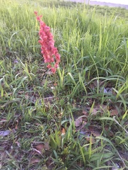 Rumex hastatulus
