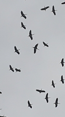 Ciconia ciconia