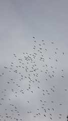 Ciconia ciconia