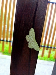 Catoria sublavaria