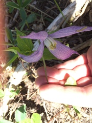 Clematis occidentalis grosseserrata