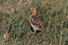 Macronyx ameliae wintoni