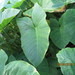 Elephant Ear - Photo (c) Bernabe Alejandro Uc Dzul, some rights reserved (CC BY-NC), uploaded by Bernabe Alejandro Uc Dzul